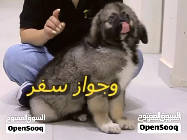 جراء قوقازي ذكور واناث إذا كنت تبحث عن الجودة، القوة، والذكاء،