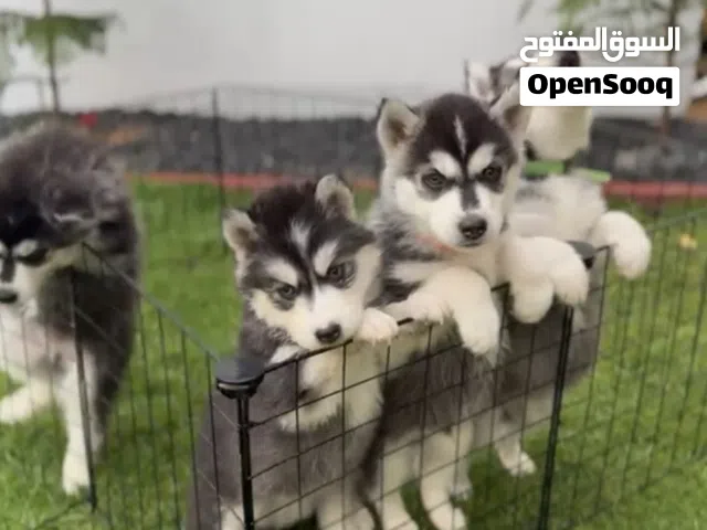 Pure Siberian husky New Born puppies  available