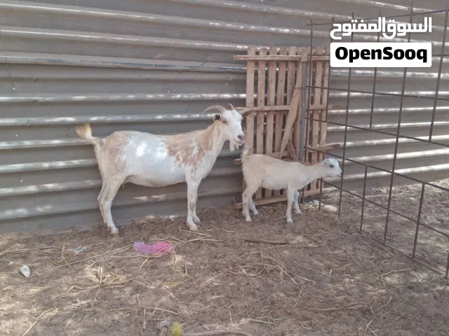 عنز كردية للبيع