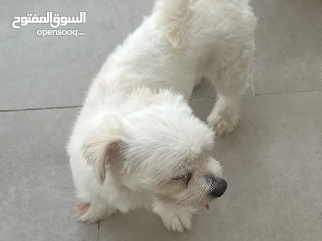 كلب مالتيز بصحه جيده