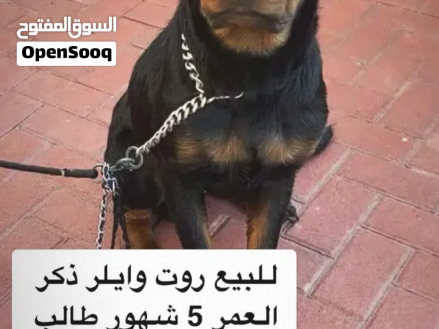 كلب روت وايلر ذكر