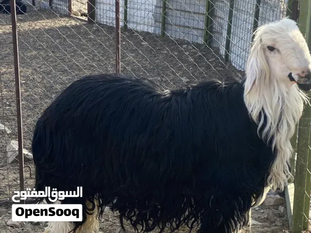 حلال نجدي وتيس عماني للبيع