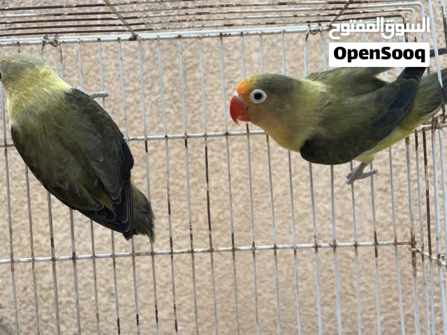 كوبيه فيشر لاقوه إلا بالله