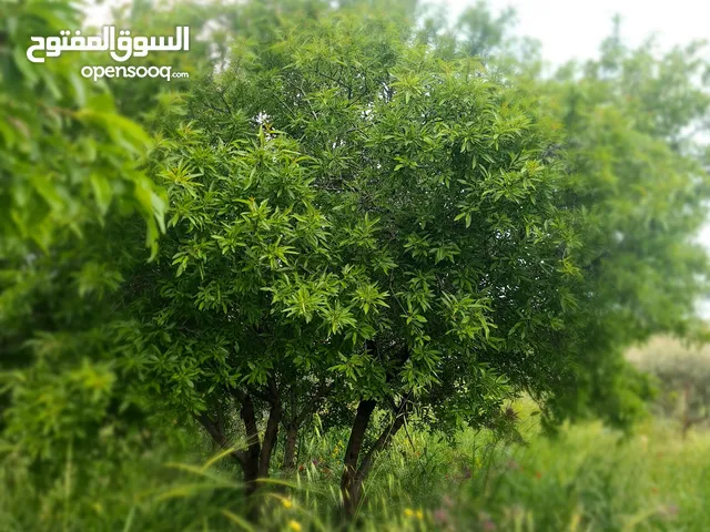 ارض للبيع من المالك مباشره
