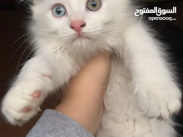 3 قطط جميله