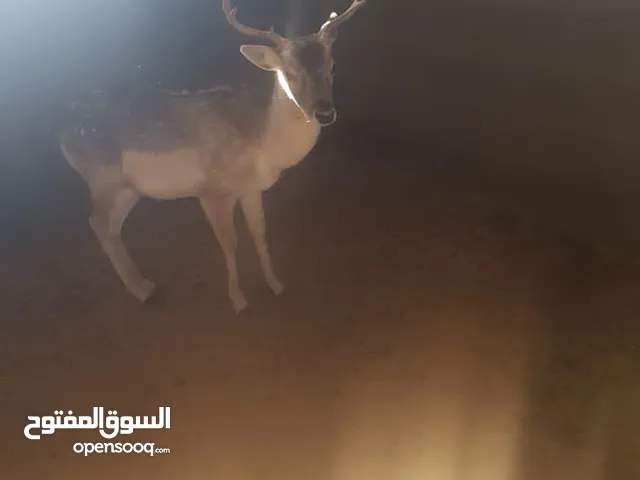 غزال كفالة اهداد عمر 4سنوات
