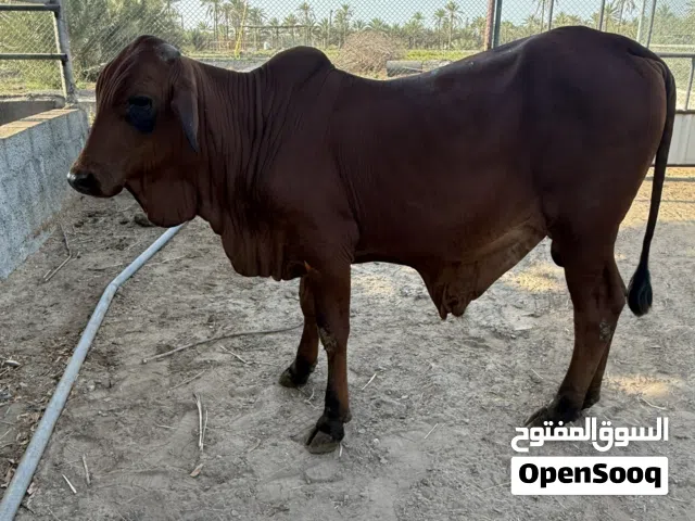 ثيران صومالية سمان فول وحلوات
