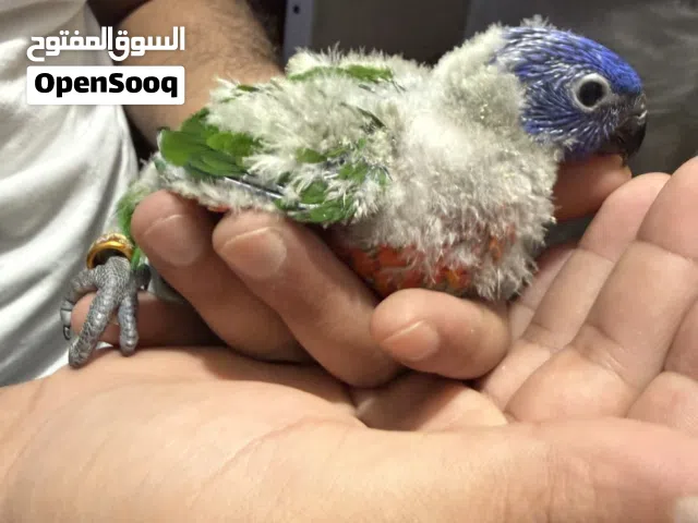 فروخ لوري رينبو وسكالي lorikeet rainbow baby’s