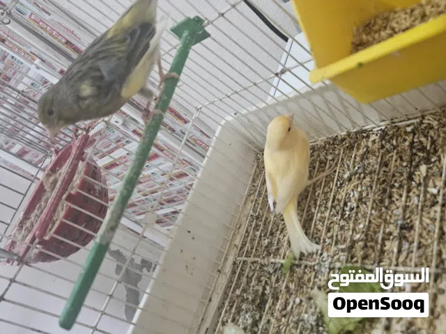 كوبيه ربي يبارك كانت امفرخه للبيع