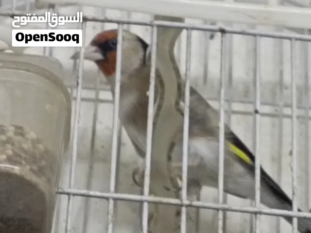 حسون ترابي