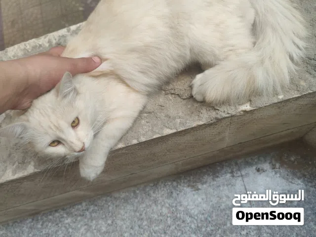 قط اليف شيرازي للتبني