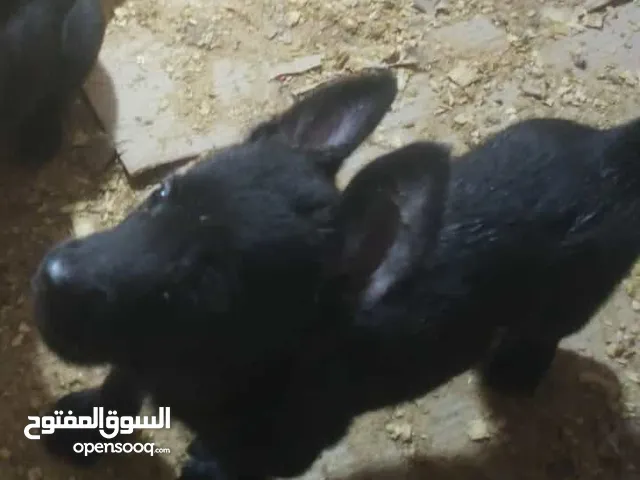 جرو مالينو دارك