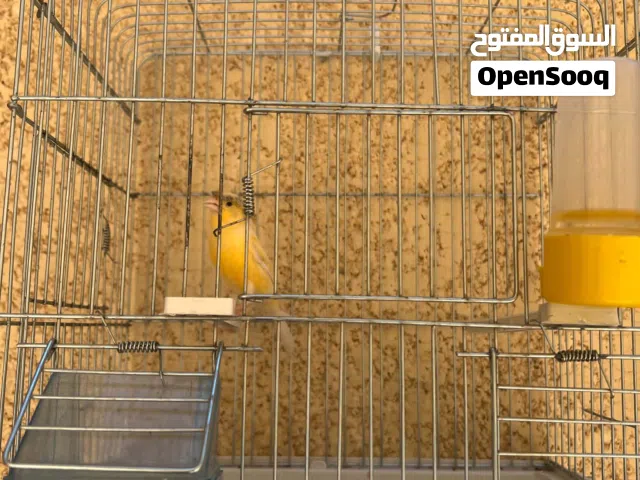 كناري ماشالله اقرا الوصف