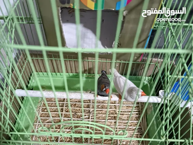 جوز فنك مرتب ونظيف بجهزو حالهم عشان يبيضو والسعر مميز
