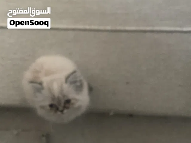 قطه نوع هملايا عمر شهرين