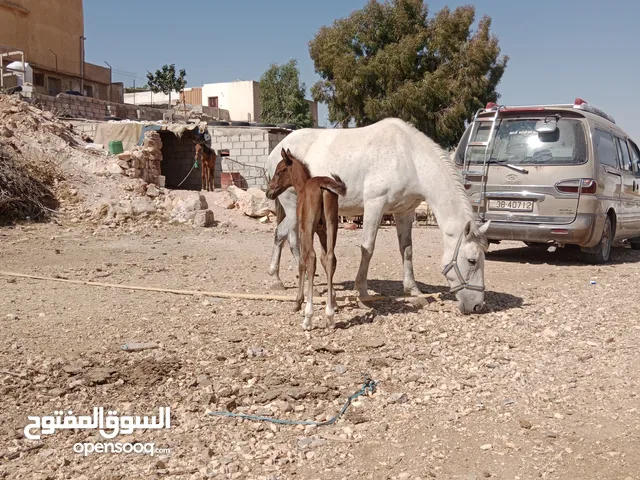 فرس والده شيخه صلاة النبي