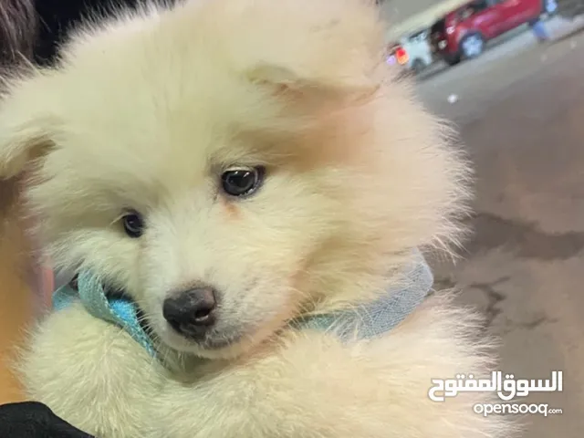 جراء سامويد بيور