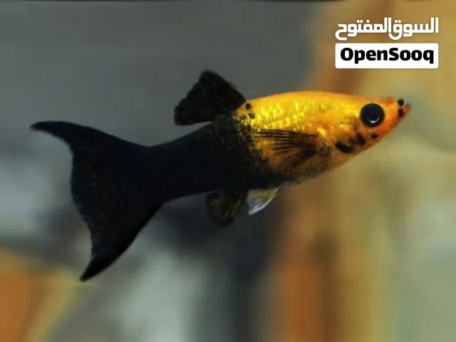 مولي هلال ذهبي