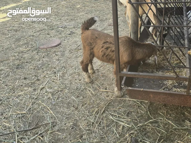 صخل جبالي للبيع