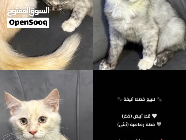 قطط شيرازيه للبيع