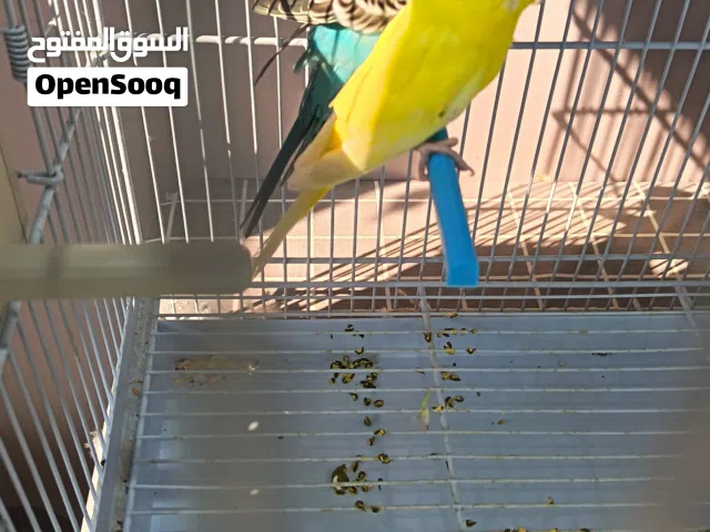 جوز بادجي للبيع