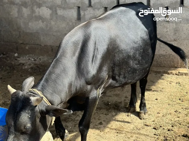 ثور عماني سمين وراهي ما شاء الله