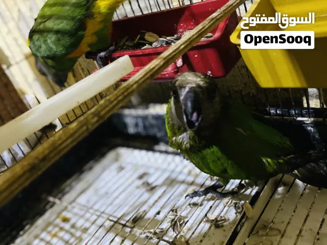 ببغاء سنغالي للبيع بلقفص
