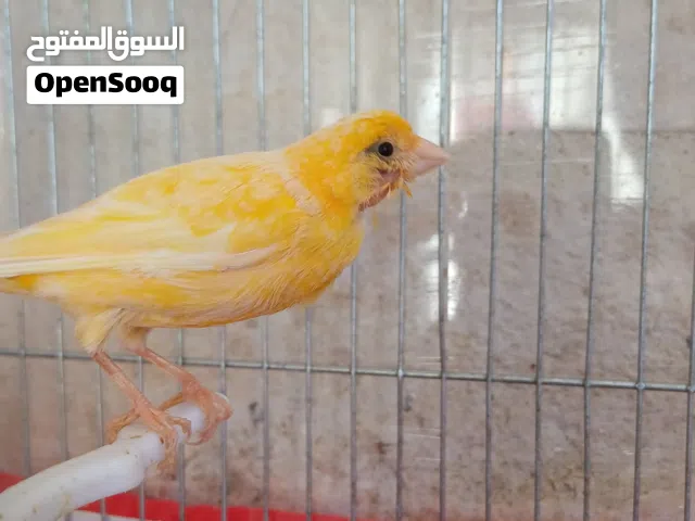 طيره ام فراخ