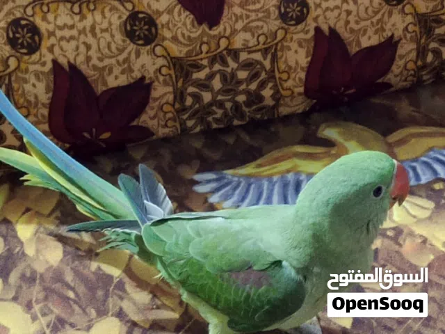 در نيبالي مفطوم اقل سنه عمره