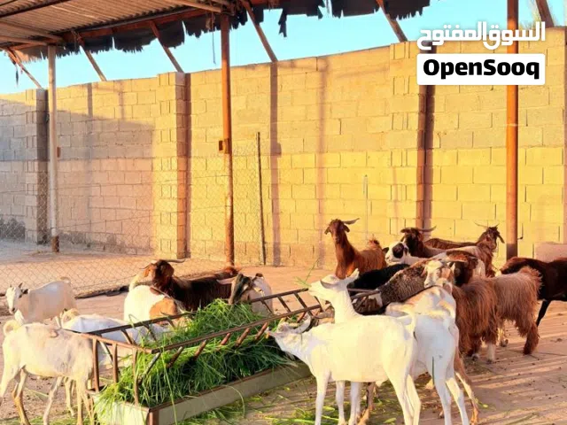 كباشه وتيوس للبيع