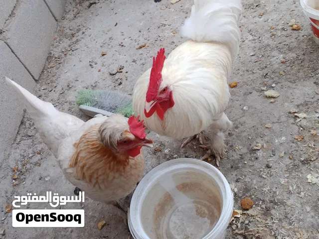دجاج للبيع