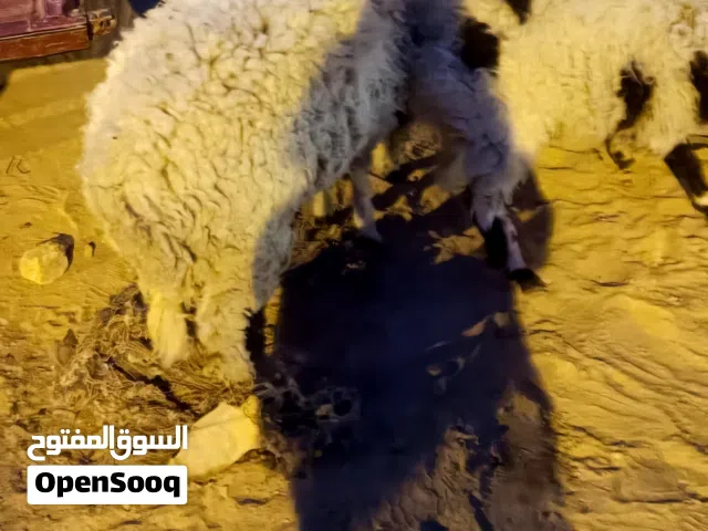 زوز فطايم وخروف