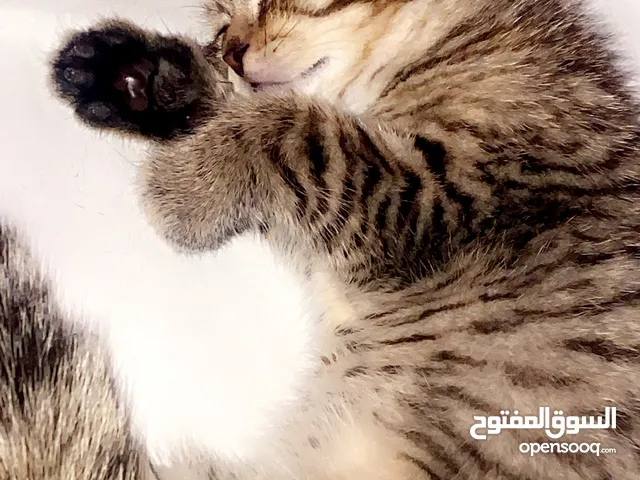 قطط لتبني في قطط صغار وفي كبار