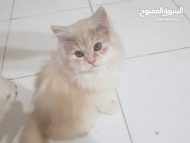 قط شيرازي للبيع 25ريال