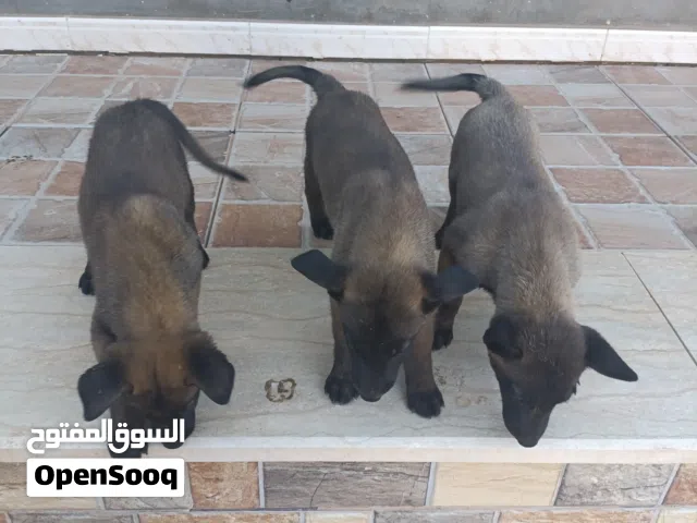 جرواي مالينو دم وتغنيجه