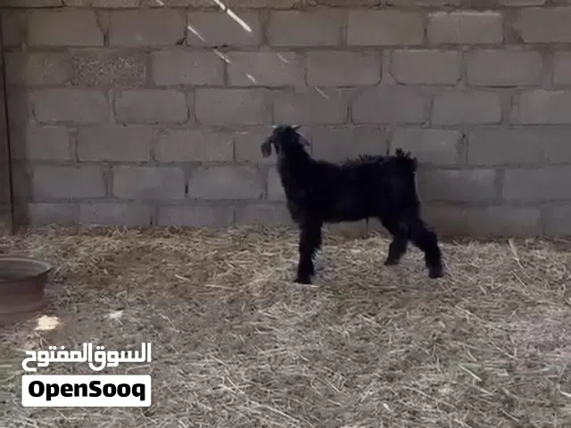 تيس اسود كامل