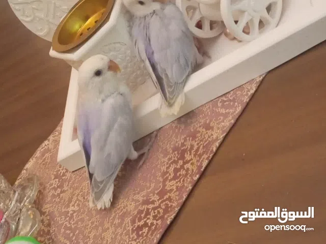 6 ببغاء روز مروضات ترويض ربي يبارك سعر الطرف 180د