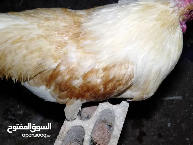 ديوك لوهمن عدد 2 ديك فيومي عدد واحد العمر 9 اشهر