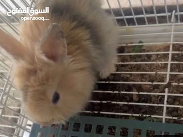 ارانب صغار كيوت بالعين