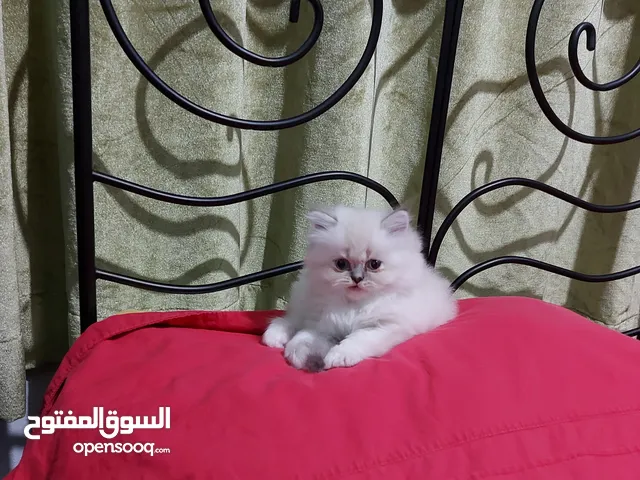 قطة صغيرة للبيع برتش  هيمالايا العمر شهران