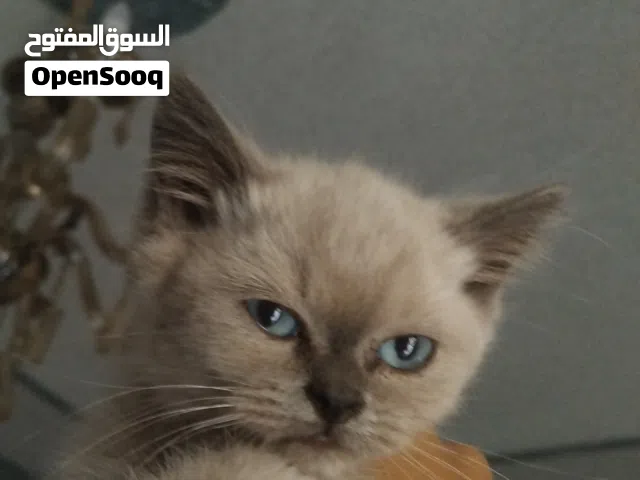 السلام عليكم ورحمة الله وبركاته متاح دكر هجين سكوتش على موني فيس