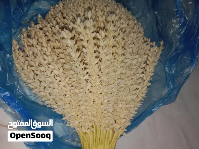 ذكار نخل للببع