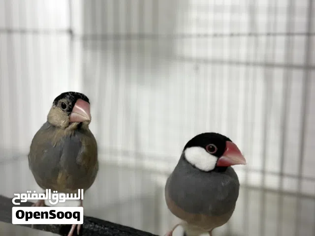 طيور جاوا و الفراوله و زيبرا (اقرا الوصف)