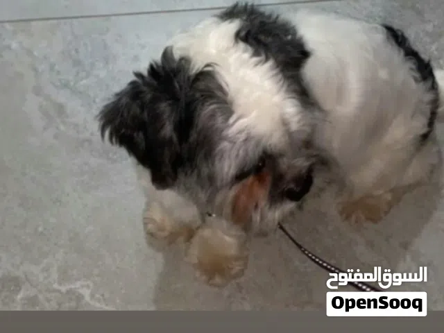 للبيع شتزو او للبدل