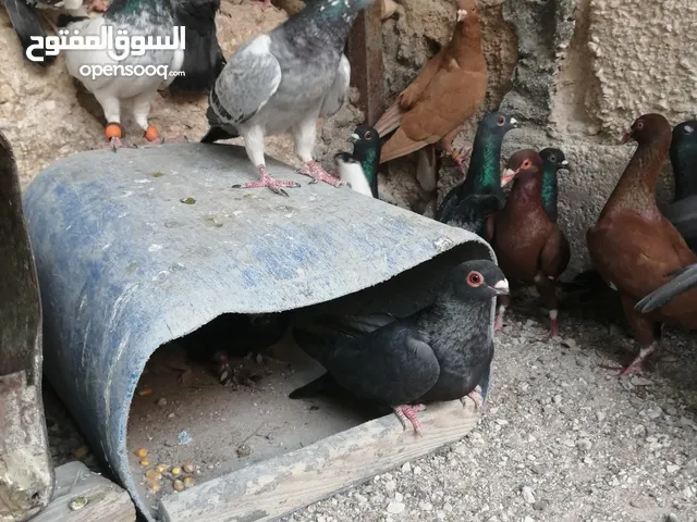 حمام جواز وفلت