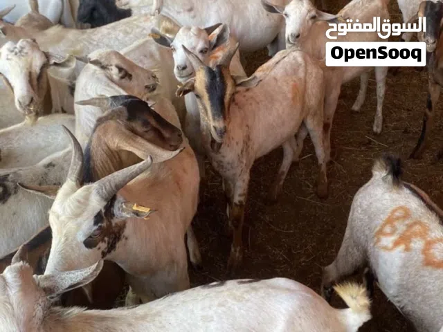 وصول دفعه جديدة من الحلال الصومالي المطعوم