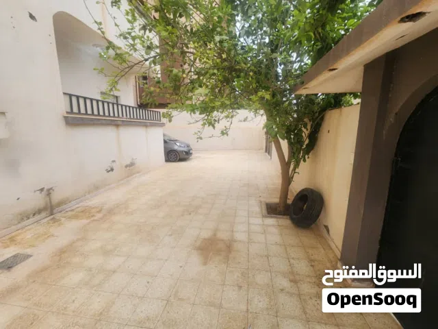 شقه ابن نفيس