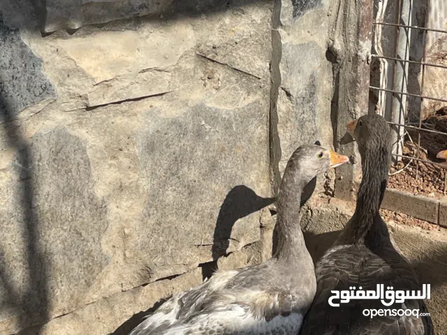 وز بلدي شغال للبيع