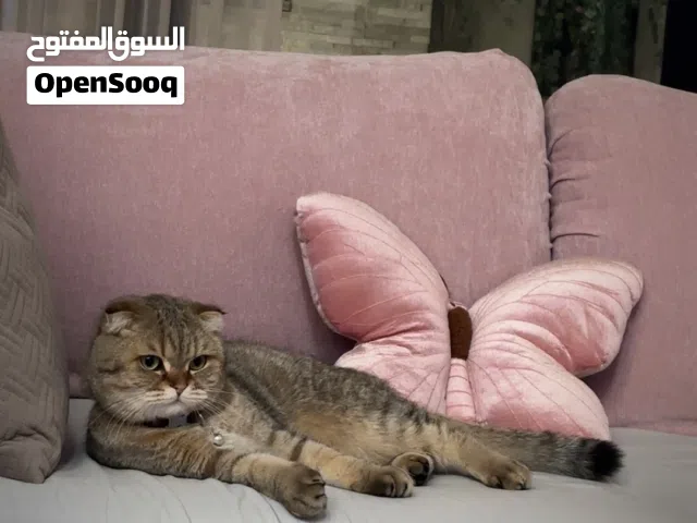 قط سكوتش فولد للبيع