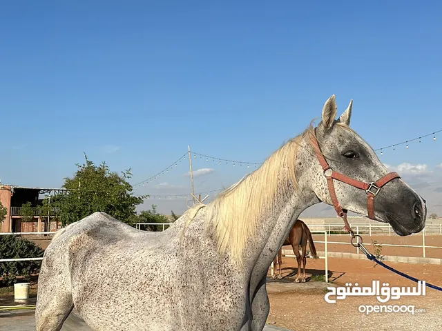 خيل مخصي